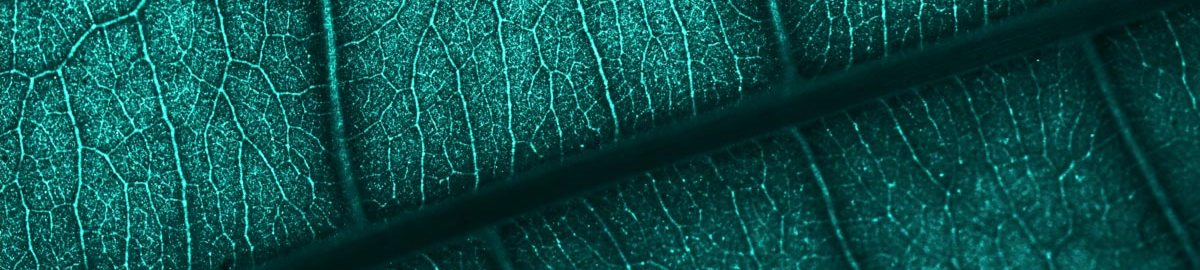 Banner Default Image